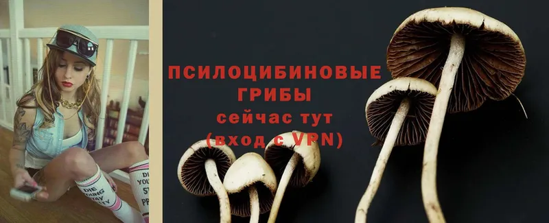 Галлюциногенные грибы Cubensis  Тара 